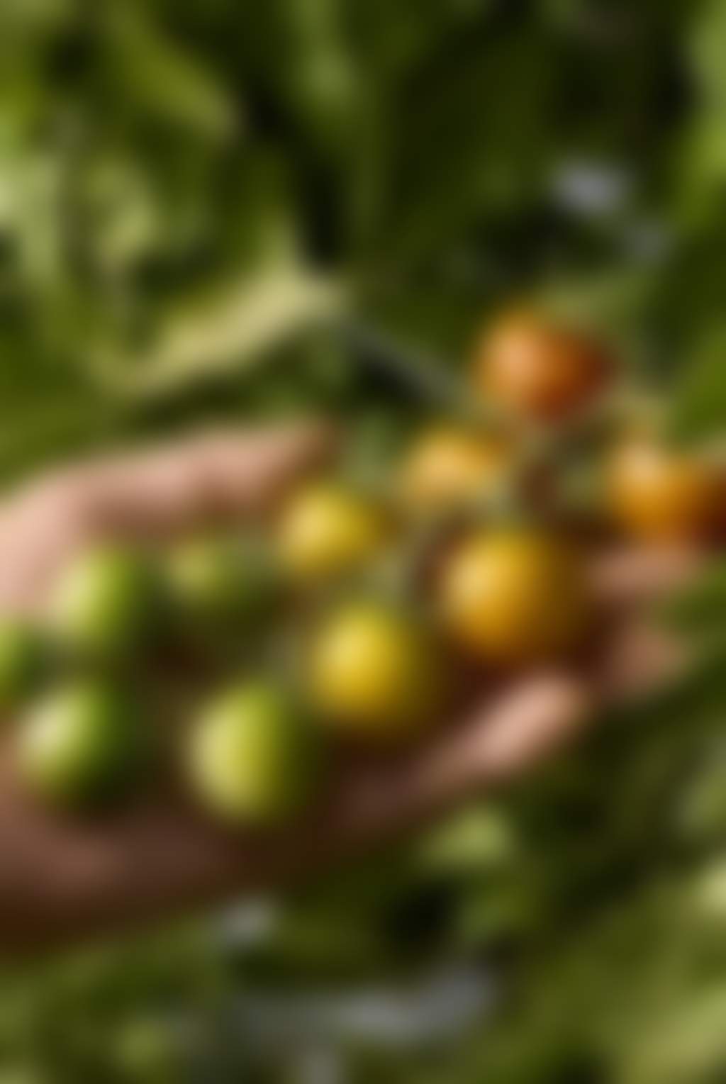 Bowen Tomatoes