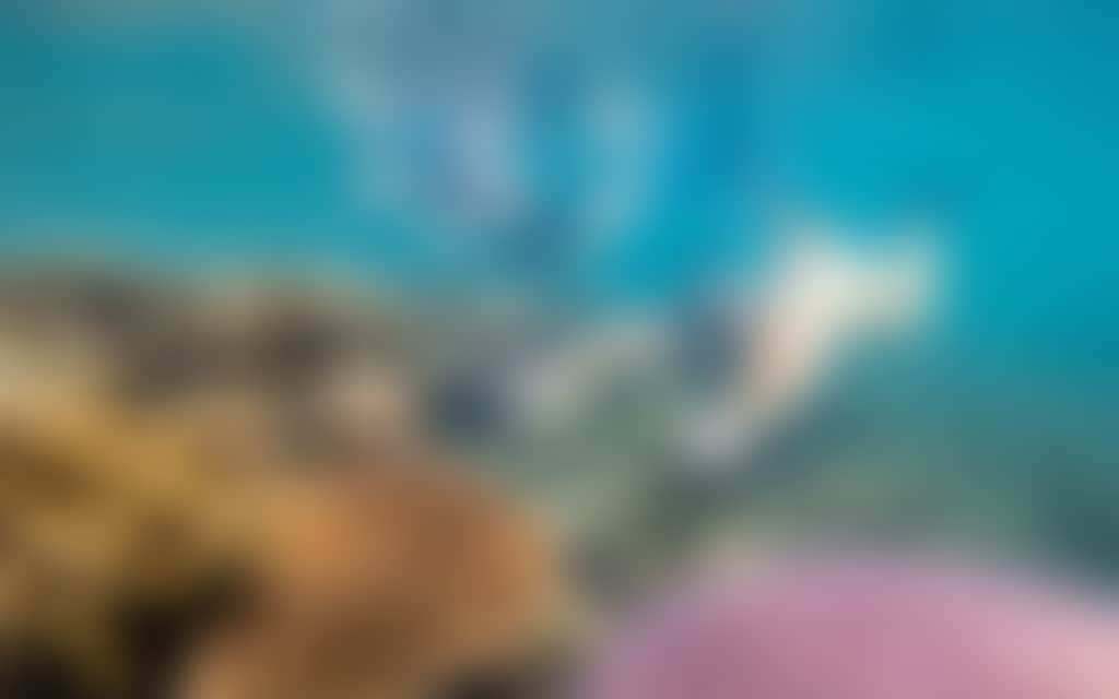 Bowen snorkelling